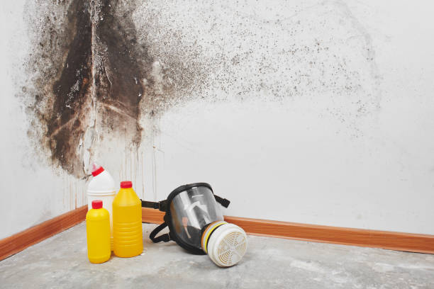 Best Black Mold Removal  in New Boston, OH