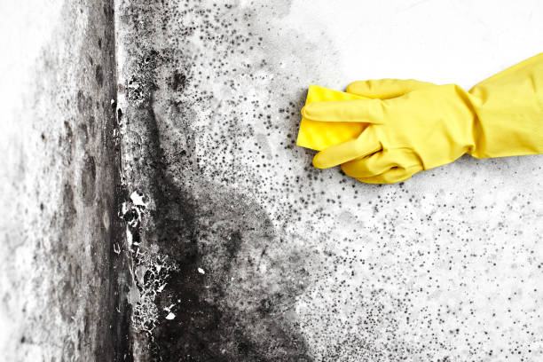 Best Commercial Mold Removal  in New Boston, OH