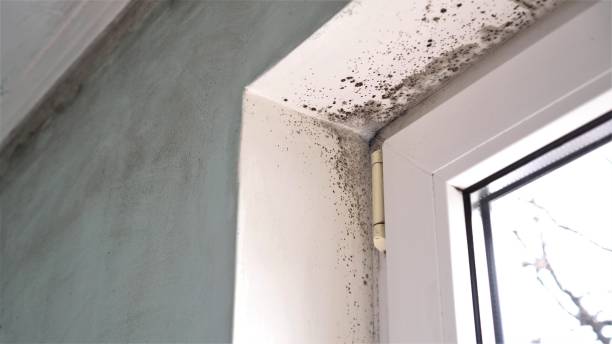 Best Emergency Mold Removal  in New Boston, OH