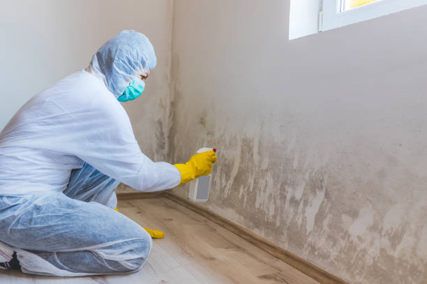 Professional Mold Removal in New Boston, OH