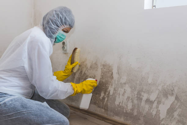 Best Mold Cleaning Services  in New Boston, OH