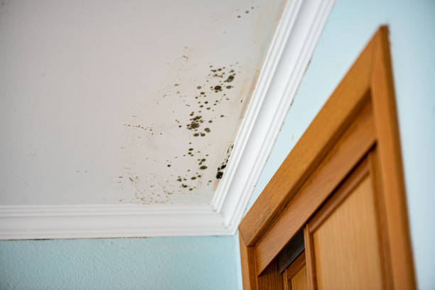 Best Mold Removal Company Near Me  in New Boston, OH