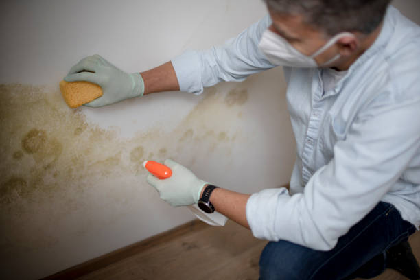 Best Mold Remediation  in New Boston, OH