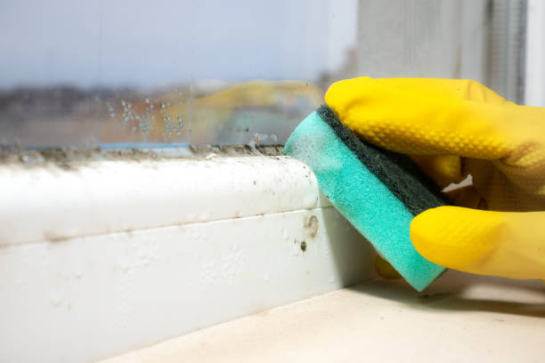 Best Attic Mold Removal  in New Boston, OH