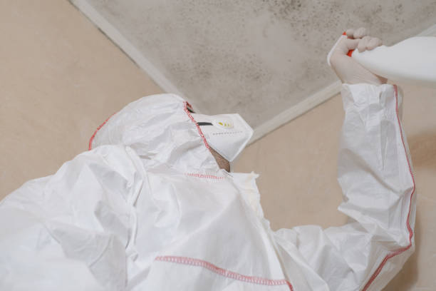 Best Toxic Mold Removal  in New Boston, OH