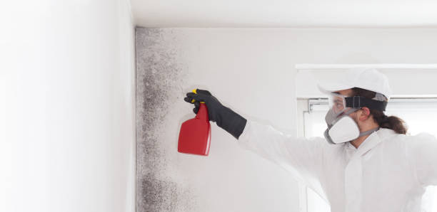 Best Certified Mold Removal  in New Boston, OH