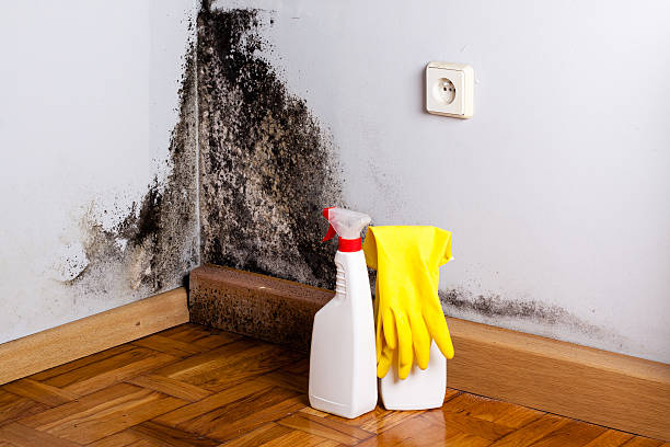 Best Mold Removal Near Me  in New Boston, OH