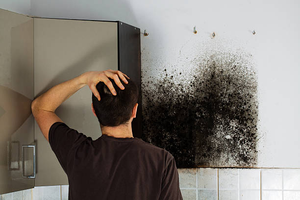 Best Same-Day Mold Removal  in New Boston, OH