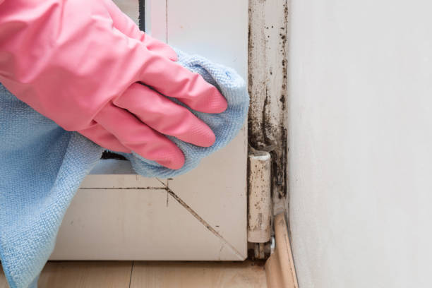 Best Office Mold Removal Services  in New Boston, OH