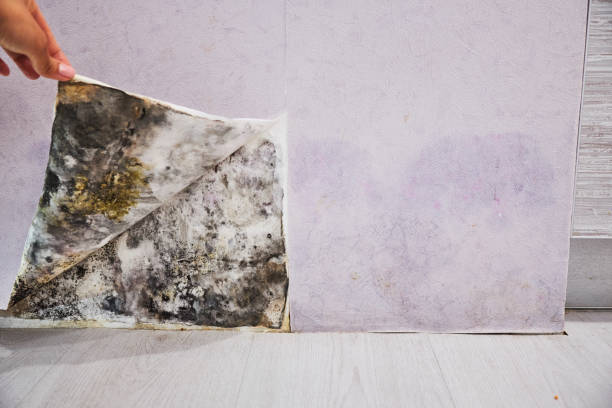 Best Office Mold Removal Services  in New Boston, OH